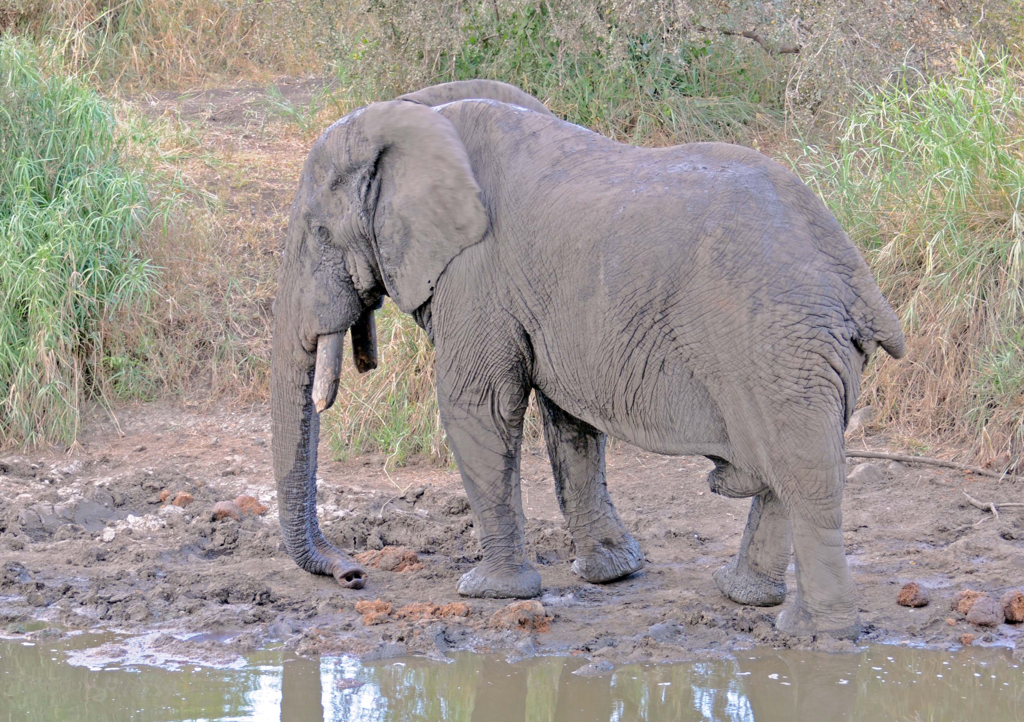 AfricaElephant/DSC_1283.JPG